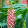 Ginger Lily Hedychium 'Pink Princess' -Garden Plants Sales 660013