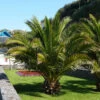 Phoenix Canariensis 'Canary Island Date Palm' -Garden Plants Sales 680005