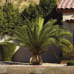 Phoenix Canariensis 'Canary Island Date Palm' -Garden Plants Sales 680005 2