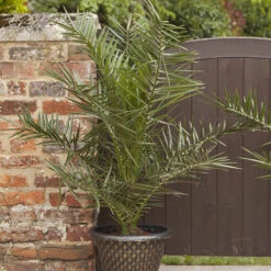 Phoenix Canariensis 'Canary Island Date Palm' -Garden Plants Sales 680005 3