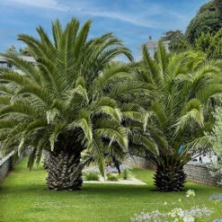 Phoenix Canariensis 'Canary Island Date Palm' -Garden Plants Sales 680005 4