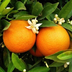 Garden Plants Sales 25 Large Orange Tree