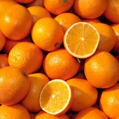 Large Orange Tree -Garden Plants Sales 680019 2