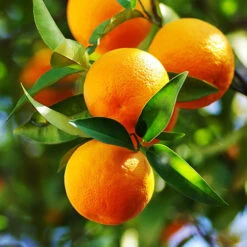 Large Orange Tree -Garden Plants Sales 680019 3
