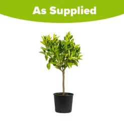 Large Orange Tree -Garden Plants Sales 680019 4