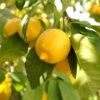 Large 'Eureka' Lemon Tree -Garden Plants Sales 680020