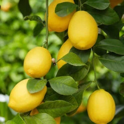 Large 'Eureka' Lemon Tree -Garden Plants Sales 680020 1
