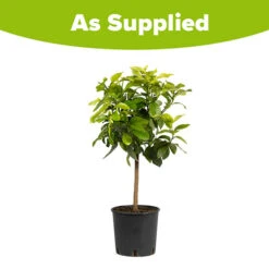 Large 'Eureka' Lemon Tree -Garden Plants Sales 680020 4