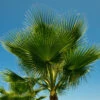 Cotton Palm Washingtonia 1 Cotton Palm Washingtonia -Garden Plants Sales 680024
