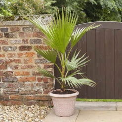 Cotton Palm Washingtonia -Garden Plants Sales 680024 1