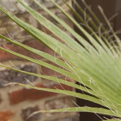 Cotton Palm Washingtonia -Garden Plants Sales 680024 2