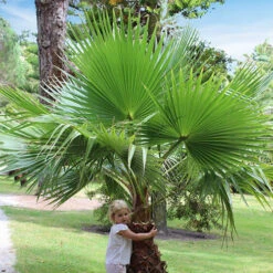 Cotton Palm Washingtonia -Garden Plants Sales 680024 3