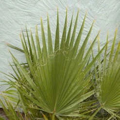 Cotton Palm Washingtonia -Garden Plants Sales 680024 4