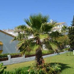 Cotton Palm Washingtonia -Garden Plants Sales 680024 5