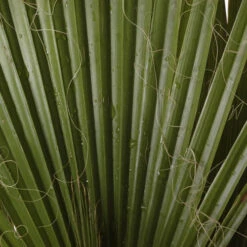 Cotton Palm Washingtonia -Garden Plants Sales 680024 6