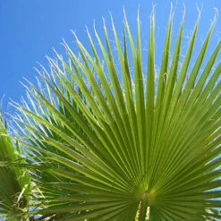 Cotton Palm Washingtonia -Garden Plants Sales 680024 7