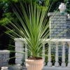 Cordyline Australis 2 Cordyline Australis -Garden Plants Sales 680026