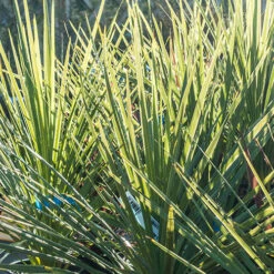 Cordyline Australis 11 Cordyline Australis -Garden Plants Sales 680026 2