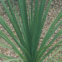 Cordyline Australis 12 Cordyline Australis -Garden Plants Sales 680026 3