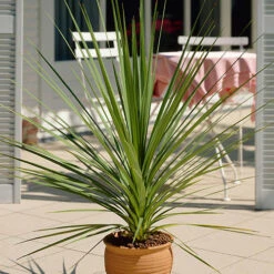 Cordyline Australis 13 Cordyline Australis -Garden Plants Sales 680026 4