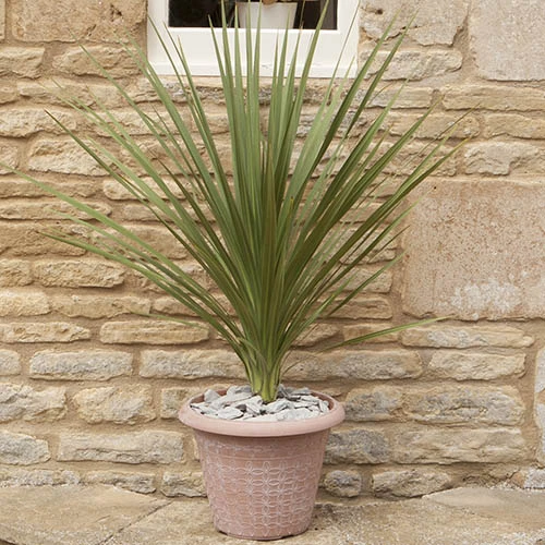 Cordyline Australis 9 Cordyline Australis - Image 7