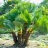 Hardy Fan Palm Chamaerops Humilis 2 Hardy Fan Palm Chamaerops Humilis -Garden Plants Sales 680029