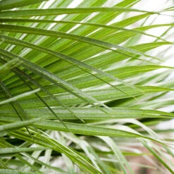 Hardy Fan Palm Chamaerops Humilis -Garden Plants Sales 680029 1