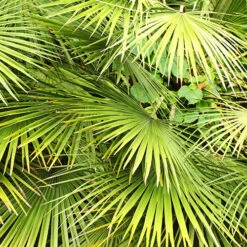 Hardy Fan Palm Chamaerops Humilis -Garden Plants Sales 680029 3