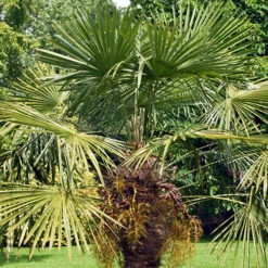 Hardy Fan Palm Trachycarpus Fortunei