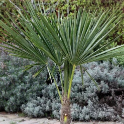 Hardy Fan Palm Trachycarpus Fortunei 10 Hardy Fan Palm Trachycarpus Fortunei -Garden Plants Sales 680063 2