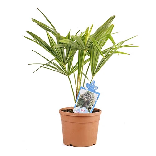 Hardy Fan Palm Trachycarpus Fortunei 7 Hardy Fan Palm Trachycarpus Fortunei - Image 5