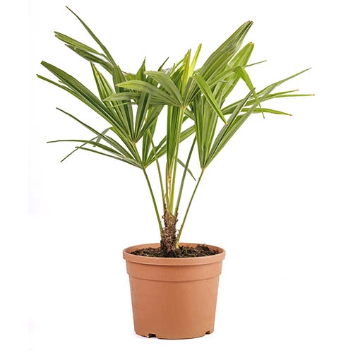 Hardy Fan Palm Trachycarpus Fortunei 8 Hardy Fan Palm Trachycarpus Fortunei - Image 6