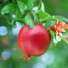 Hardy Pomegranate Bush -Garden Plants Sales 680066