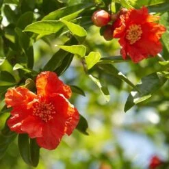 Hardy Pomegranate Bush -Garden Plants Sales 680066 1