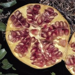 Hardy Pomegranate Bush -Garden Plants Sales 680066 2