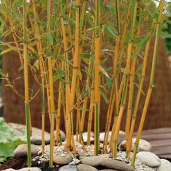 Yellow Bamboo Phyllostachys Aureosulcata -Garden Plants Sales 680074 2