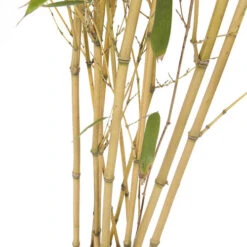 Yellow Bamboo Phyllostachys Aureosulcata -Garden Plants Sales 680074 3
