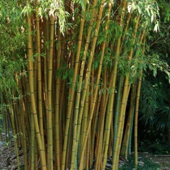 Yellow Bamboo Phyllostachys Aureosulcata -Garden Plants Sales 680074 5