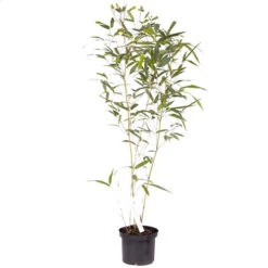 Yellow Bamboo Phyllostachys Aureosulcata -Garden Plants Sales 680074 7