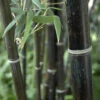 Black Bamboo Phyllostachys Nigra -Garden Plants Sales 680075