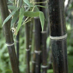 Black Bamboo Phyllostachys Nigra