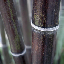 Black Bamboo Phyllostachys Nigra -Garden Plants Sales 680075 2
