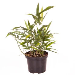 Black Bamboo Phyllostachys Nigra -Garden Plants Sales 680075 4