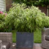 Fountain Bamboo Fargesia Rufa 1 Fountain Bamboo Fargesia Rufa -Garden Plants Sales 680086