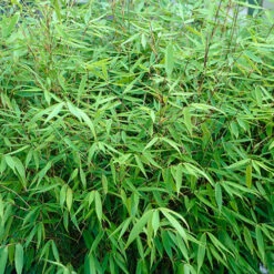 Fountain Bamboo Fargesia Rufa -Garden Plants Sales 680086 1