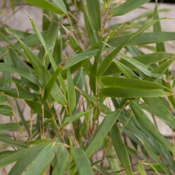 Fountain Bamboo Fargesia Rufa -Garden Plants Sales 680086 3