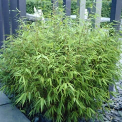 Fountain Bamboo Fargesia Rufa -Garden Plants Sales 680086 4