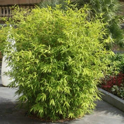 Fountain Bamboo Fargesia Rufa -Garden Plants Sales 680086 5