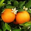 Pair Of Large Orange Trees 2 Pair Of Large Orange Trees -Garden Plants Sales 680091