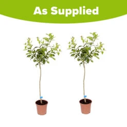 Pair Of Large Orange Trees -Garden Plants Sales 680091 4